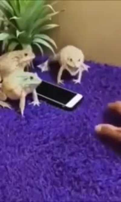 Frogs