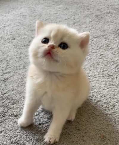 Learning to play