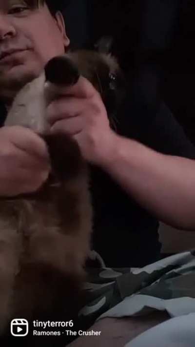 Gato Punk