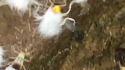 Found some tiny strange bugs dancing around a leaf while hiking.