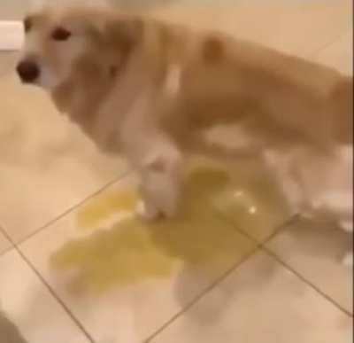 piss dog