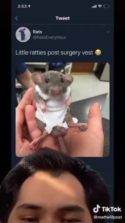 I love surgery rat