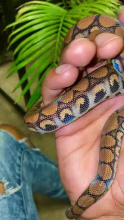 Mood. 😋🌈🐍
