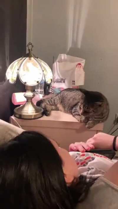 You can use a cat as a conductor to switch on a touch-activated lamp