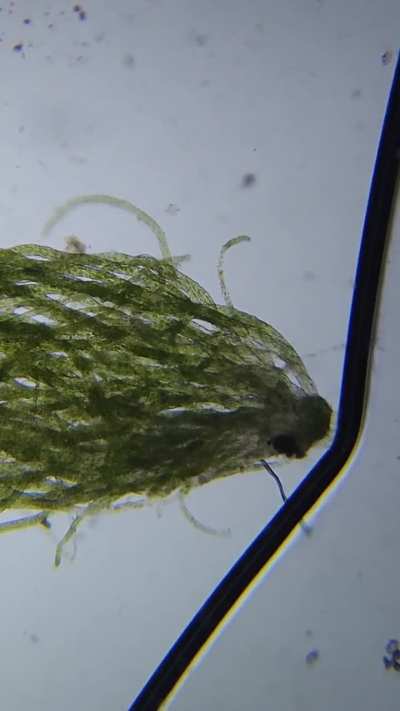 algae or plant ?