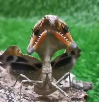 Threat display of the dead - leaf mantis