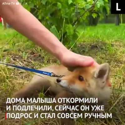 История о лисёнке, который нашёл в незнакомцах родственную душу. Их встреча оказалась судьбоносной — ведь малыша надо было спасти!