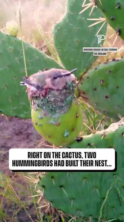 🔥 A pair of hummingbirds make a nest on top of a prickly pear