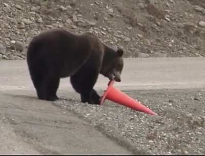 With Yellowstone National Park closing, bears now are essential workers