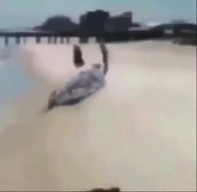BeelcitosMemes - Video #3334
