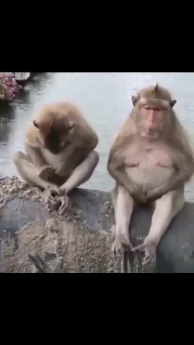 Me recuso a acreditar que esses bicho não pensa