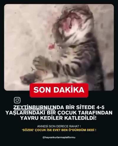 (HASSAS İÇERİK) Zeyti<wbr>nburn<wbr>u'nda 5 yaşındaki bir çocuk 2 yavru kediyi katletmiş