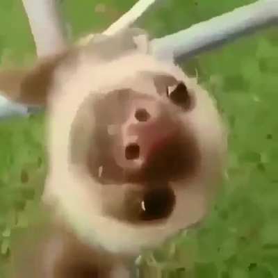 Aaaaaa...