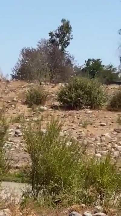 Que grupo etnoterrorista quiere desalojar al huinca de las tierras incendiadas?