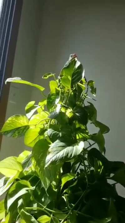 Mittens Cooling Off on Her Favorite Pothos