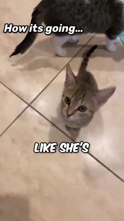 Smokers Meow
