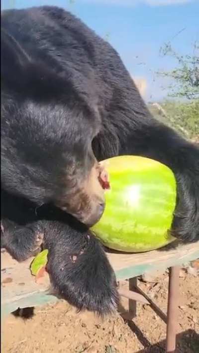 Bear receives a tasty gift