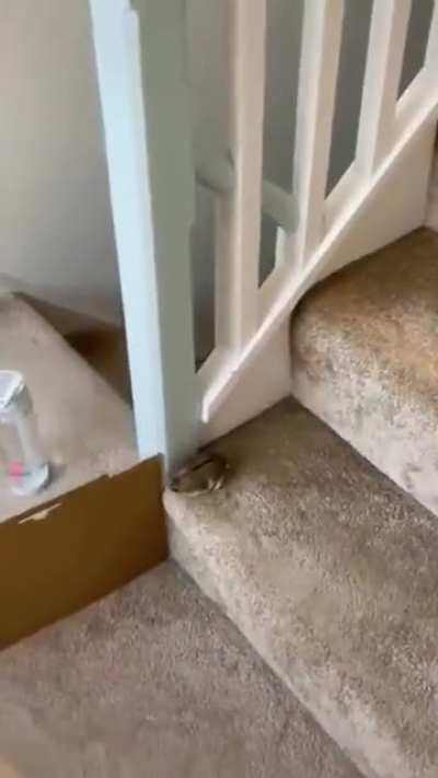 Run