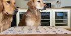 doggos playing catch the carrot