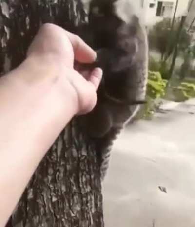 A man rescues a lion tamarin pup and returns it to his mother.