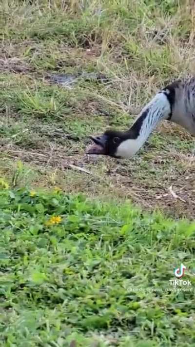 After bird checkups