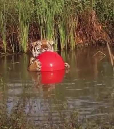 tiger