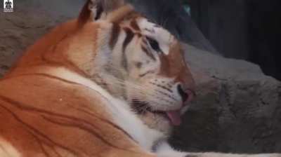 Therapist; “There is a tiger in you” The tiger in me: