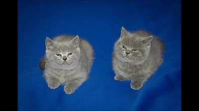 Esto no es un meme. Solo dos gatitos lindos con Bonita música para olvidarte de todo un rato