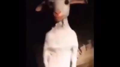Goat boy