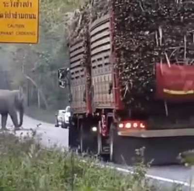 Elephants in Thailand have learned to exploit their right of way and stop passing sugar cane trucks to grab a quick snack..