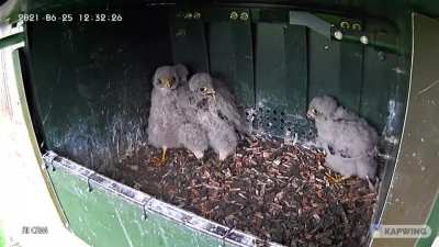 Person rescues kestrel chick from jackdaw, and installs protection on the raptor box.