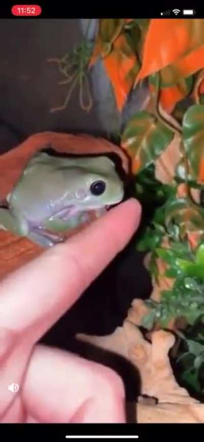 Frog