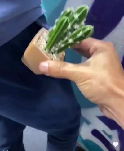 🌵