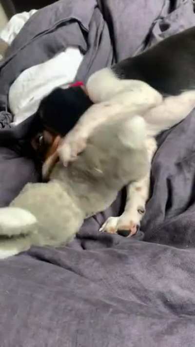 Who needs toys when you have an owner?