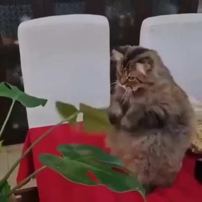 I can clean it!
