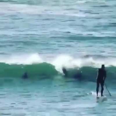 Golfinho é tudo babaca
