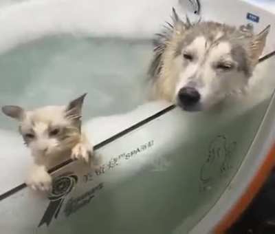 Купи купи