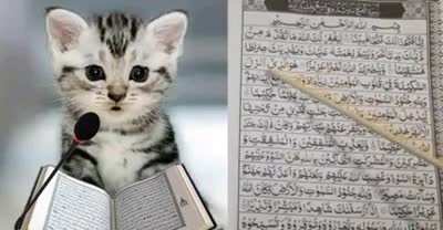 halal cat