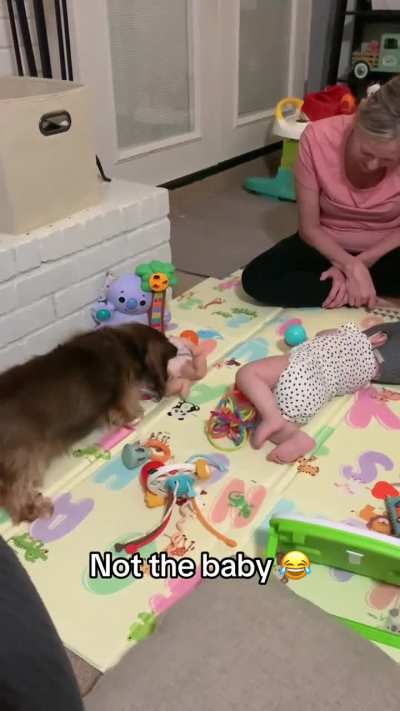 EI CALMA AI