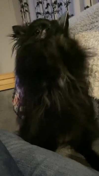 Pat the Pomeranian