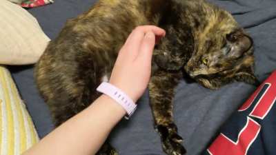 miso loves her tummy rubs :))