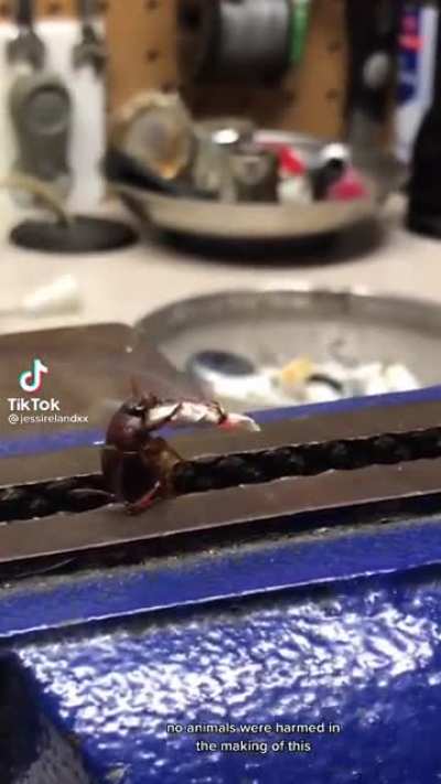 I can't finish this roach bro