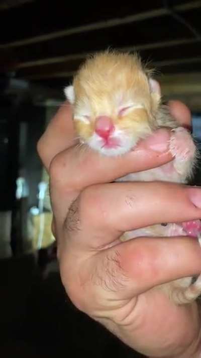 Smol