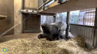 Gorilla dad!