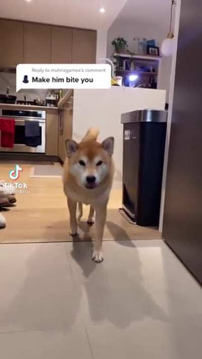 HeArtlesS DOg owneR DESTRoYS tHEiR Own peT