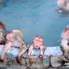 🔥 Monkeys enjoying a hot bath