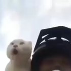 Kitty likes to ride the bike