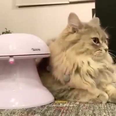 When your cat is under attack
