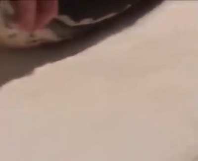 They pulled the towel out of the snake!