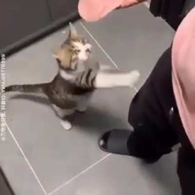 Ham